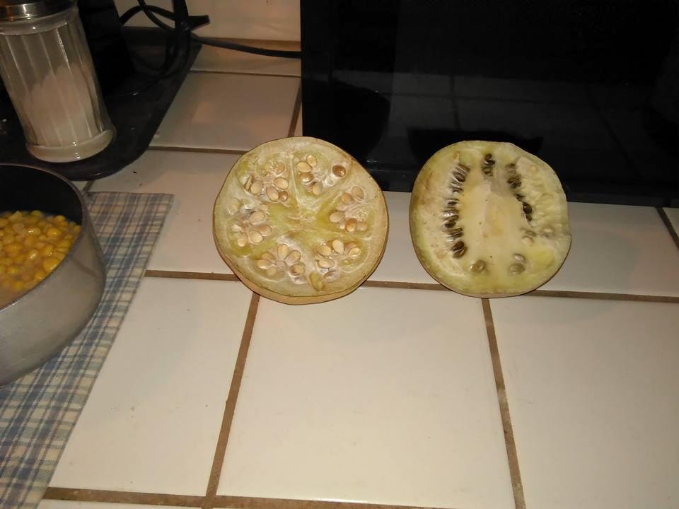 I found out finally what these are growing in my driveway. Wild watermelon, not to be eaten and are poisonous to livestock. Both these come from the same vine even though they look different inside and also smell different.