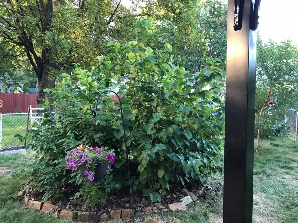 Chip Porter's album, Mobile Uploads
