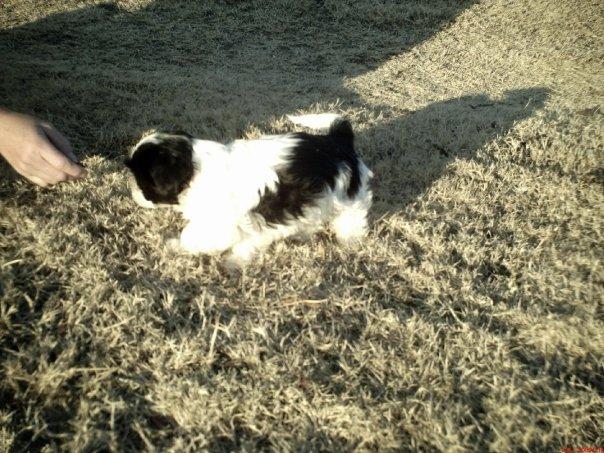 Our puppy, Angel, when just eight weeks old (Christmas 2007)