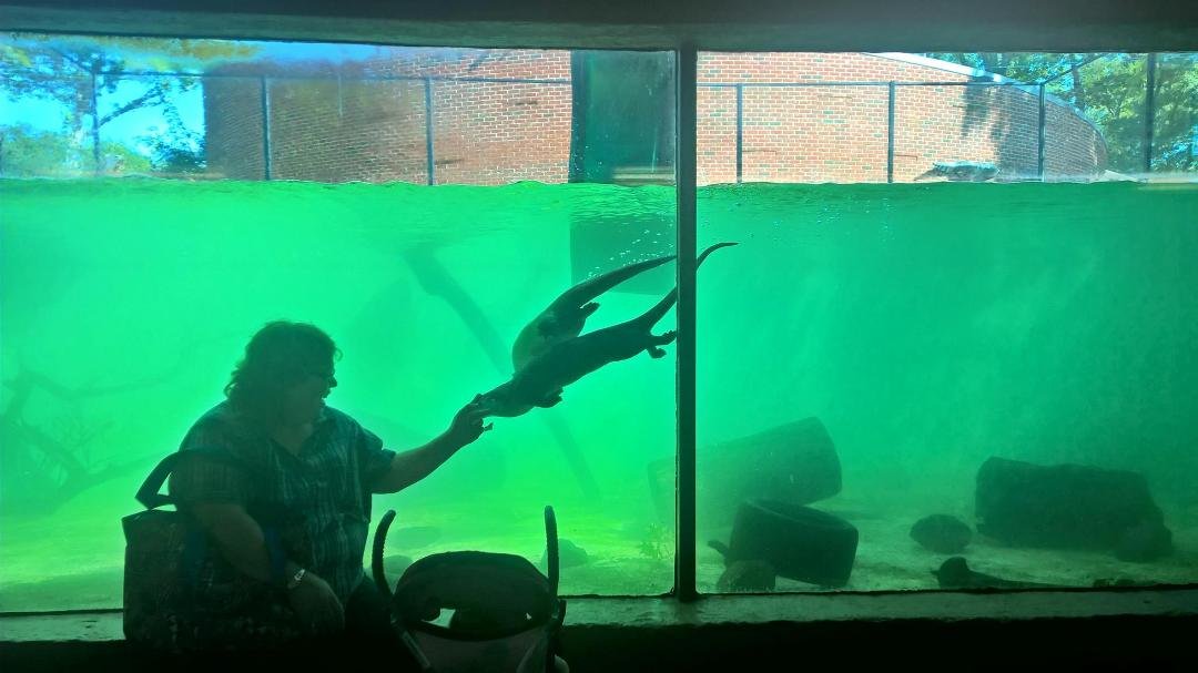 Otter play. My wife has an otter magnet in her hand