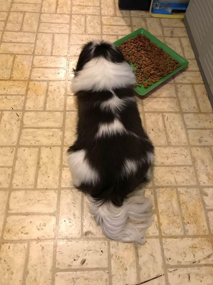 Does anyone remember food rationing? This is Sophie trying to bring it back. She is controlling how much food her brother and sisters can have.