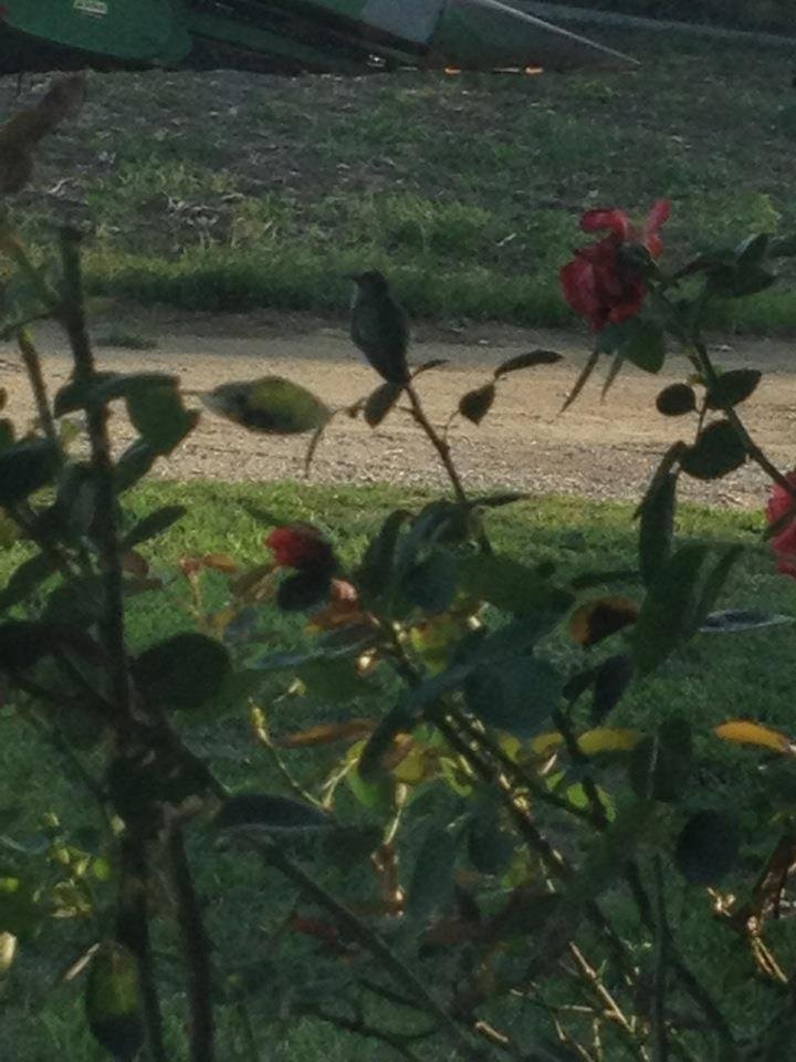 The hummingbird outside my window...