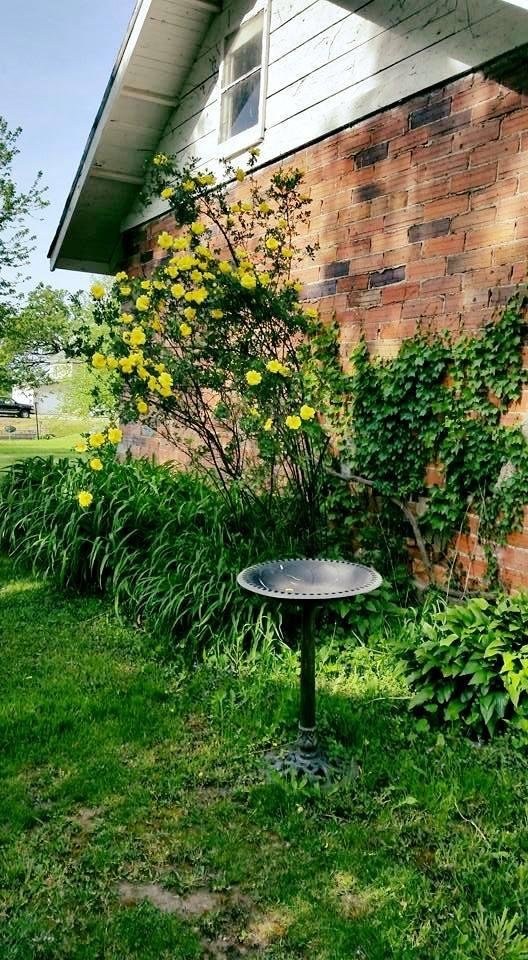 My yellow rose bush.