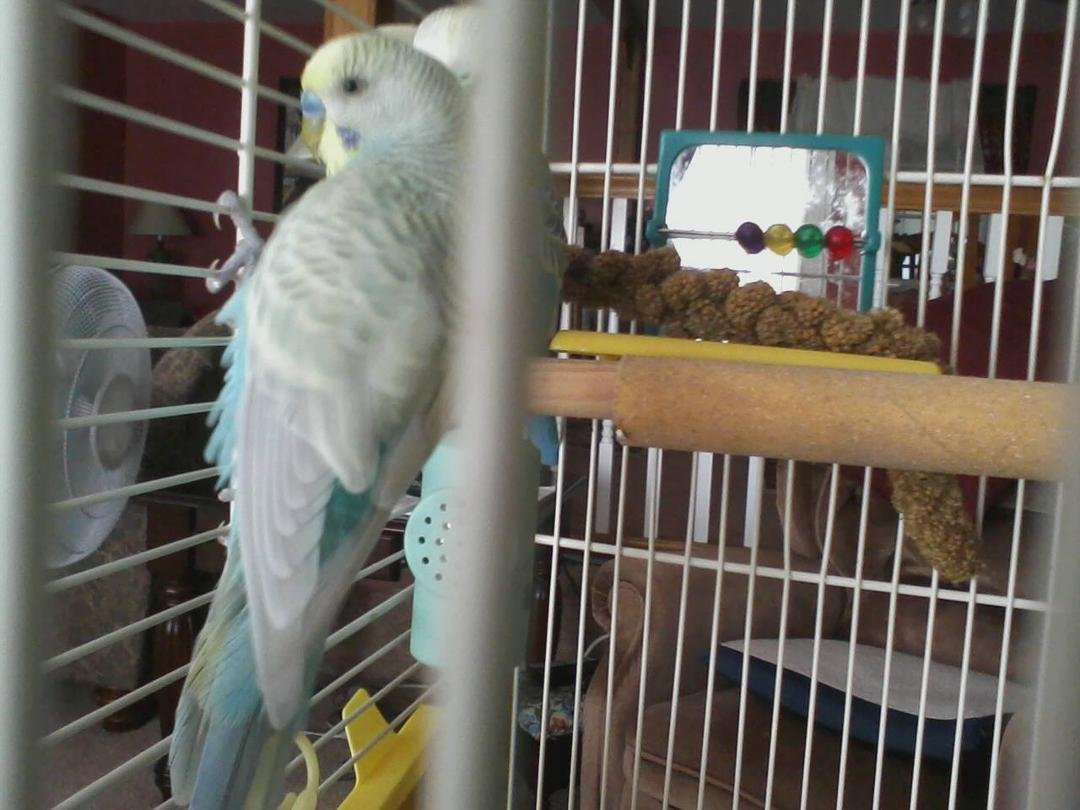 Baby birdie waiting for his mommy:-)
