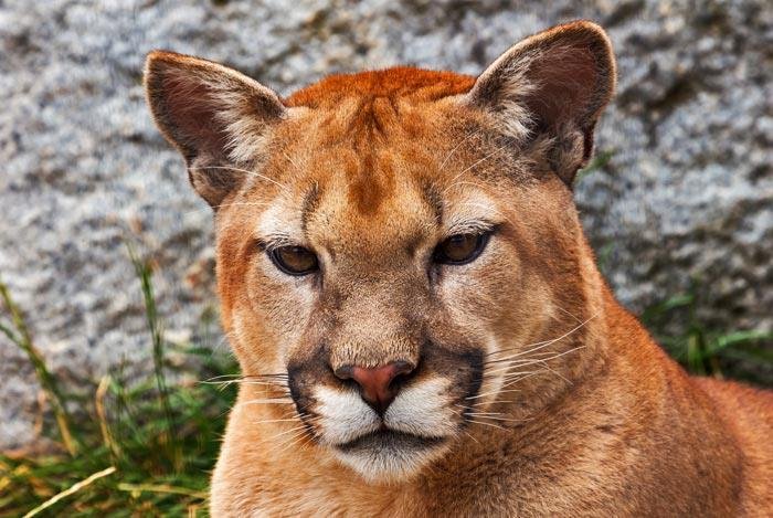 "Mountain Lion Head" puzzle, from https://puzzledhearts.com/ph?pid=mountain_lion_head