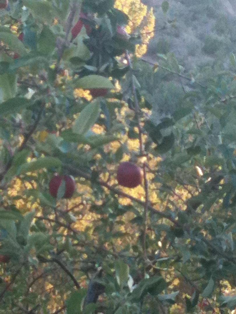 In Santa Fe picking apples in my yard . The smell takes me back to  fall in Virginia. Have a bumper crop-- and one branch of one tree produced all yellow apples!