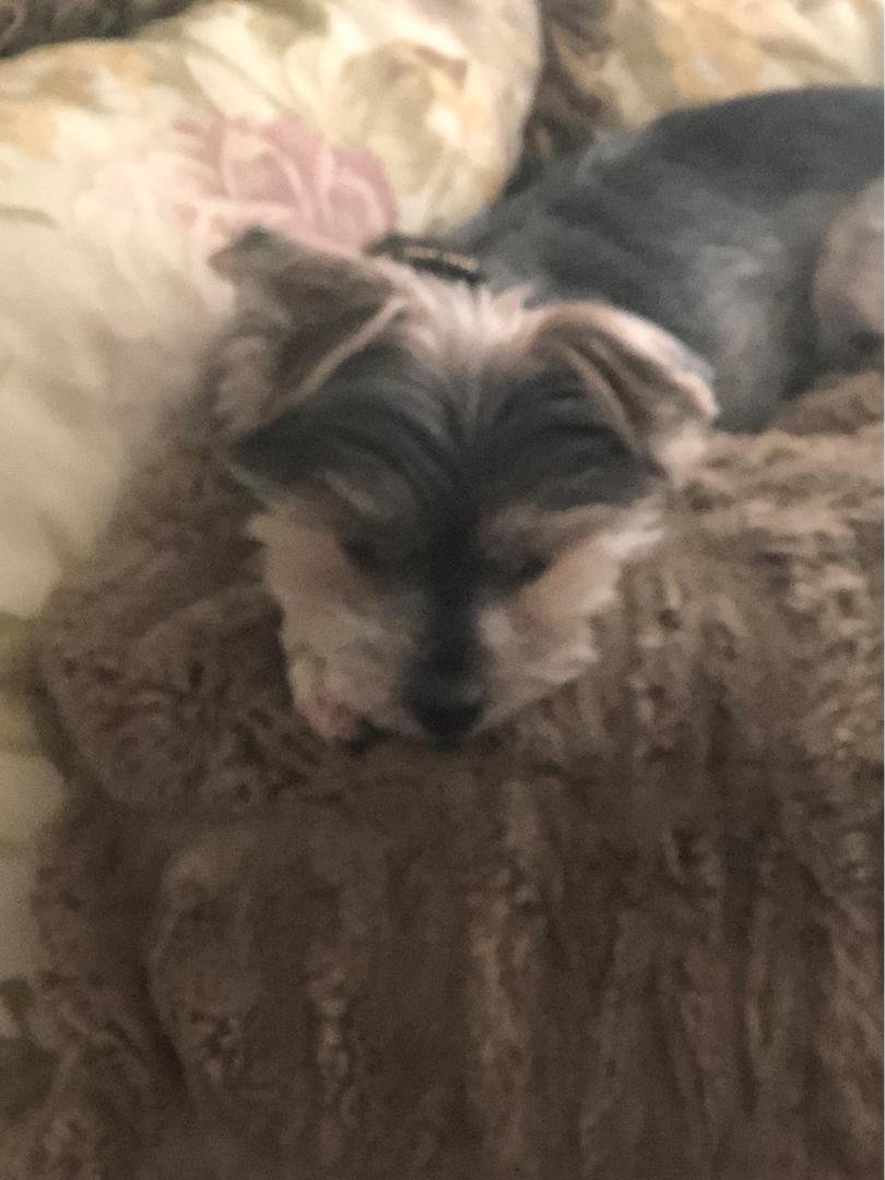 Our Morkie. A great 12 almost 13 years. Naked Bogey. Greatest pet ever for us.