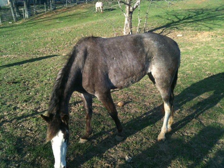 Lilly...Angelia's young one.