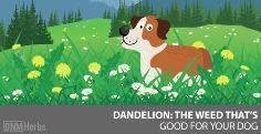 This nearly perfect whole food source of vitamins and minerals is easily absorbed by the body and is a great supplement to any dog’s daily diet. You can easily collect dandelion leaves from your lawn (make sure they are ne