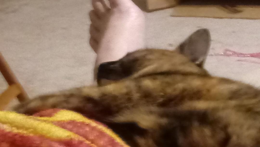 Savannah thinks my leg is a pillow.