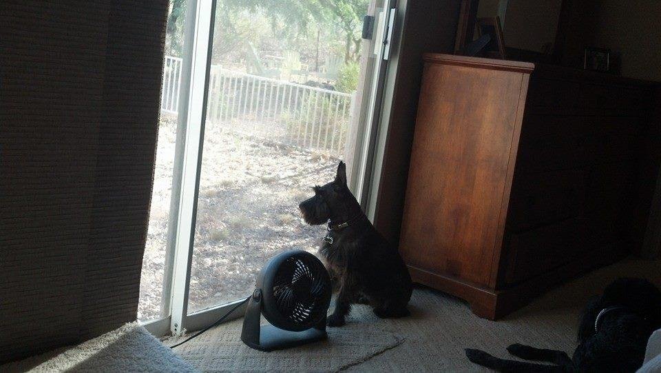 Paparazzi clipped and watching for bunnies this morning