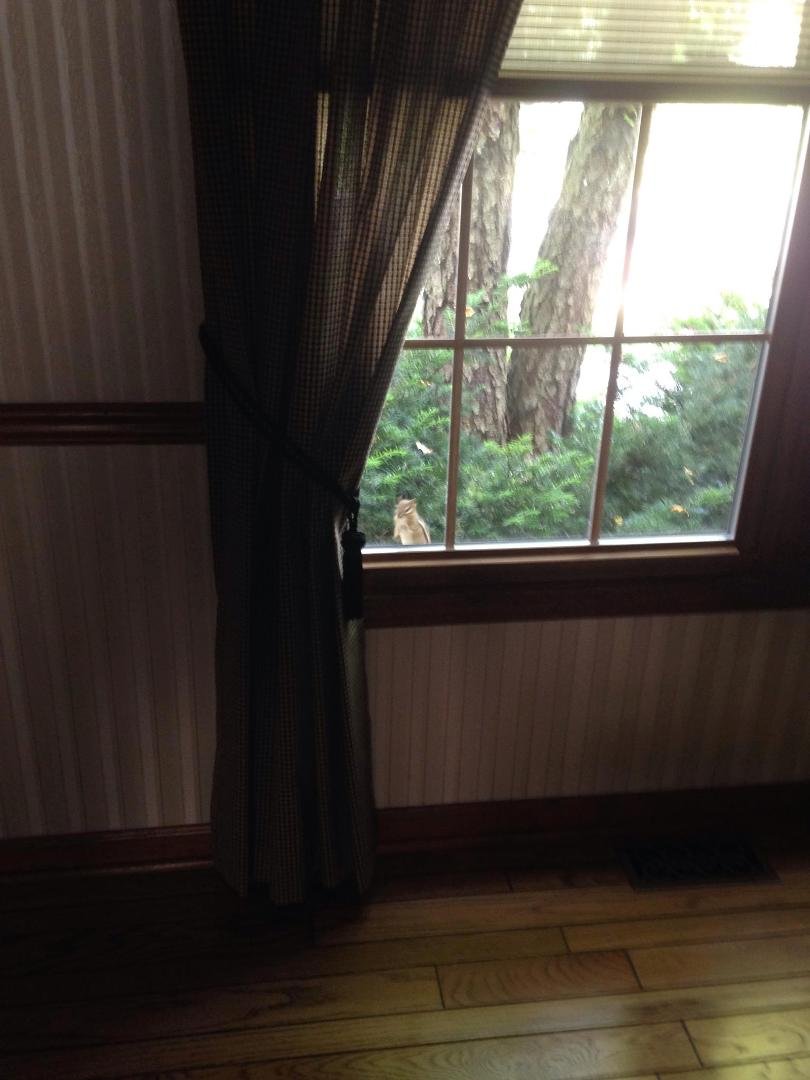 Peeping into my dining room!!!!