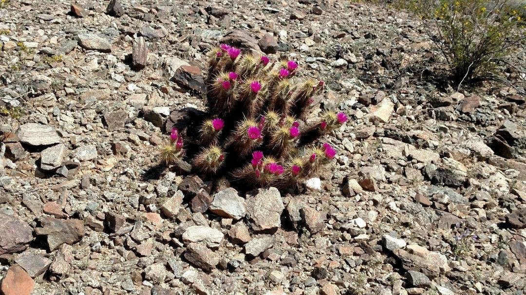 Prickly Desert Beauty