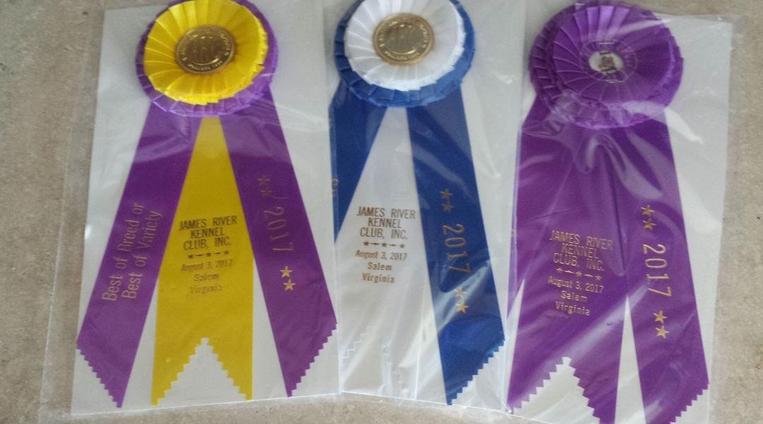 Watson, age 11 months won a 4pt major today in Salem,Va. He was Winners, Best of Winners and Best of Breed over 3 specials.