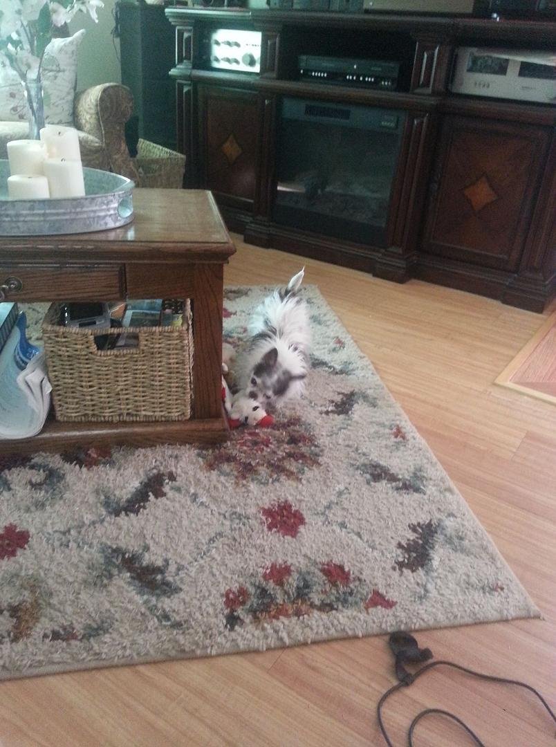 Harley picking on Lamb Chop