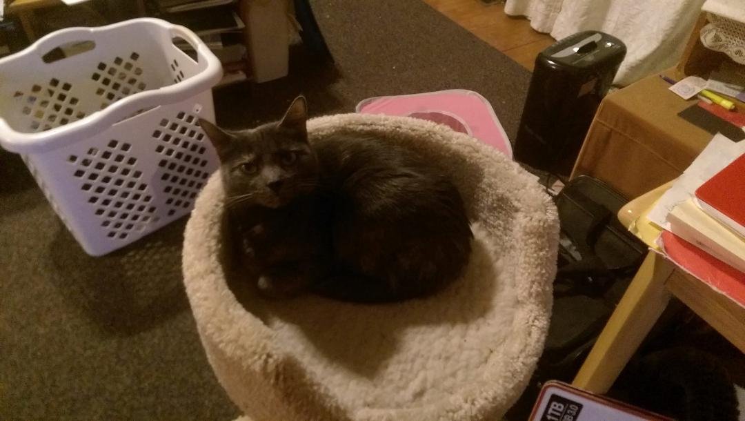 My beautiful Misty!!