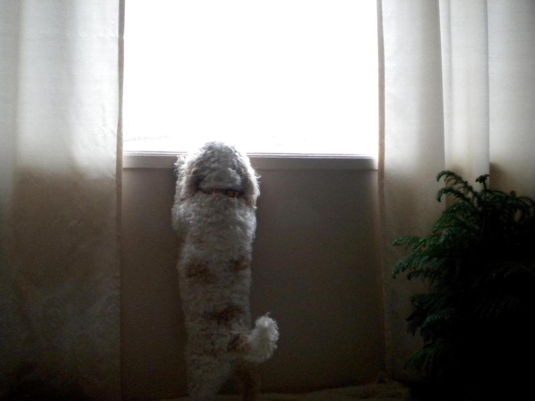 shadow looking out the window