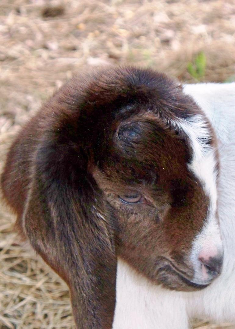 Always remembering all the adorable goats we've had over the years