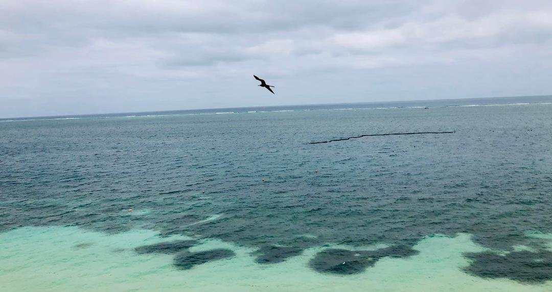 Pelican over the water