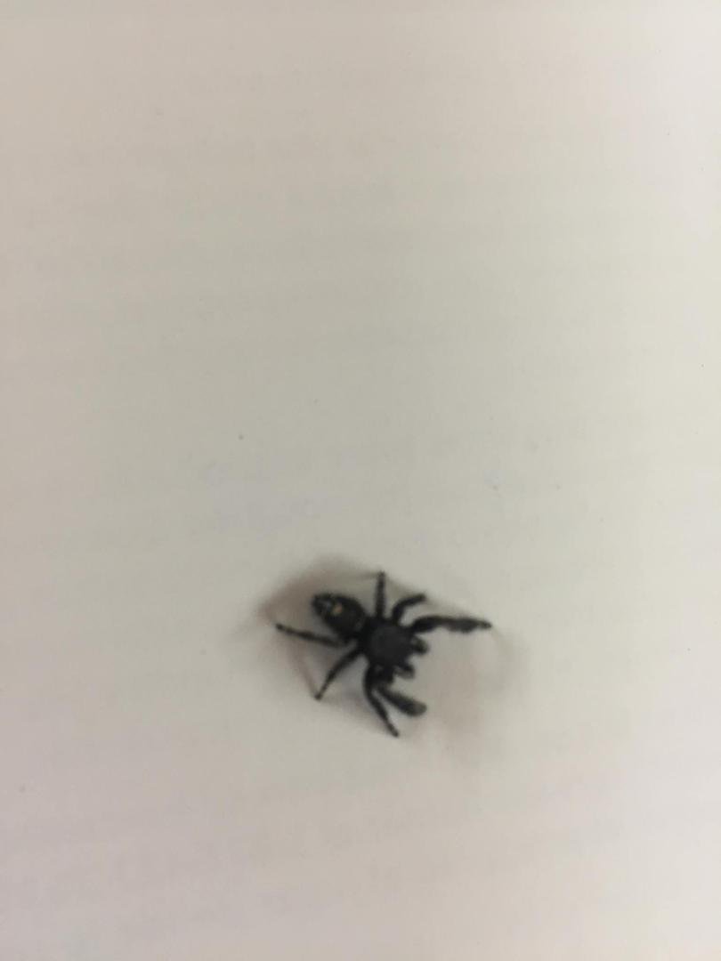 David Gann's album, Mobile Uploads