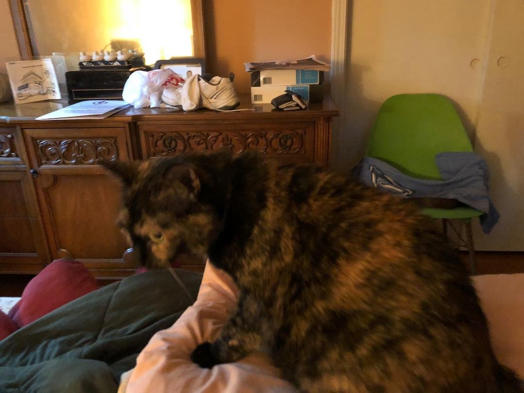 Today is apparently National Cat Day (based on all the photos I’ve seen friends post). While we don’t have a cat of our own, here’s a shot of my Mom and Dad’s tortie Shelly.