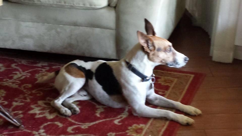 Well to all who know Max.  Sunday Night Max went to Jack in The Box with me. When we got home Mr. Excitement jumped out of the truck and went running around as he does, ran in the road and was hit by a pickup. About 10:30 p
