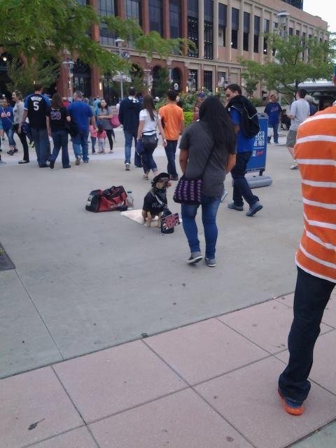 doggie getti ng his smoke on citi field
