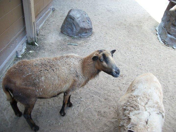 Nancy Riley's album, Zoo 4-10-11