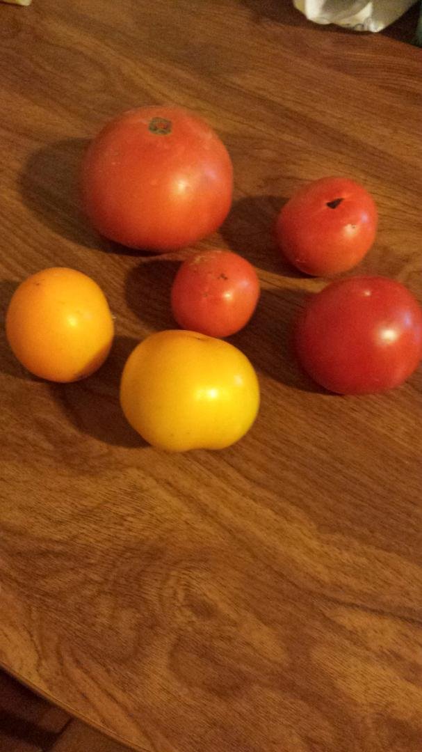 Picked first tomatoes today.