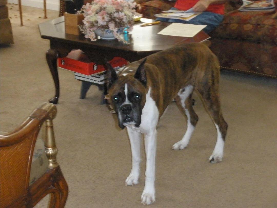 winston - now deceased