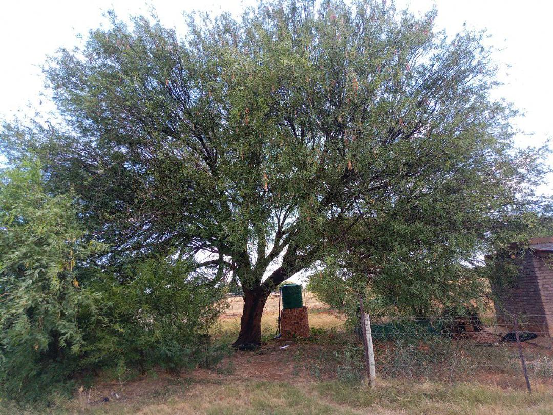 We thought this was one of our South African farm's nicest thorn trees - but now it turns out it's an invasive North American mesquite. Extraordinarily large for a mesquite plant.
