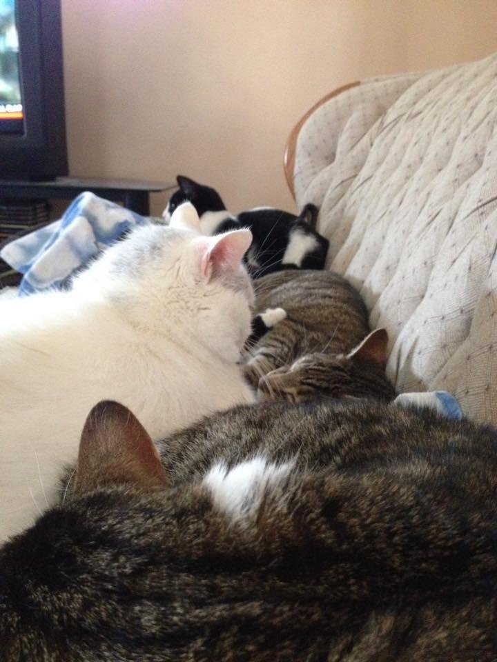 This is how I keep warm reading the Sunday paper.  I am somewhere under the cats!