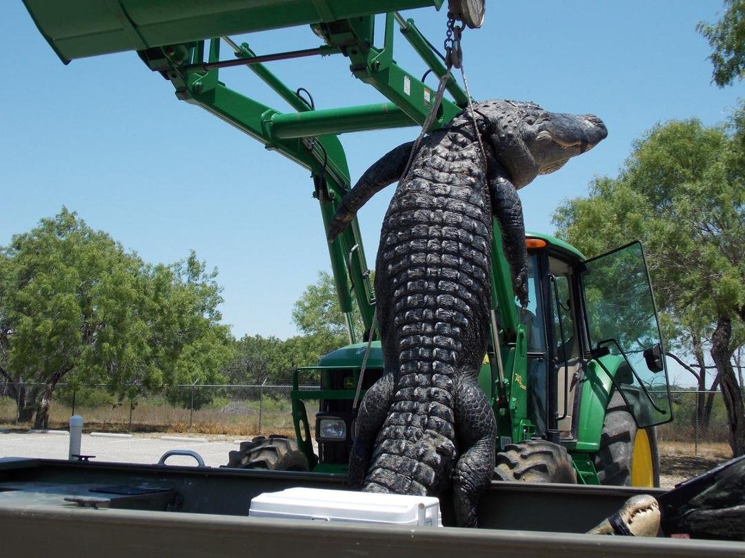 Here you go Monica. This is what he looks like out of the water.