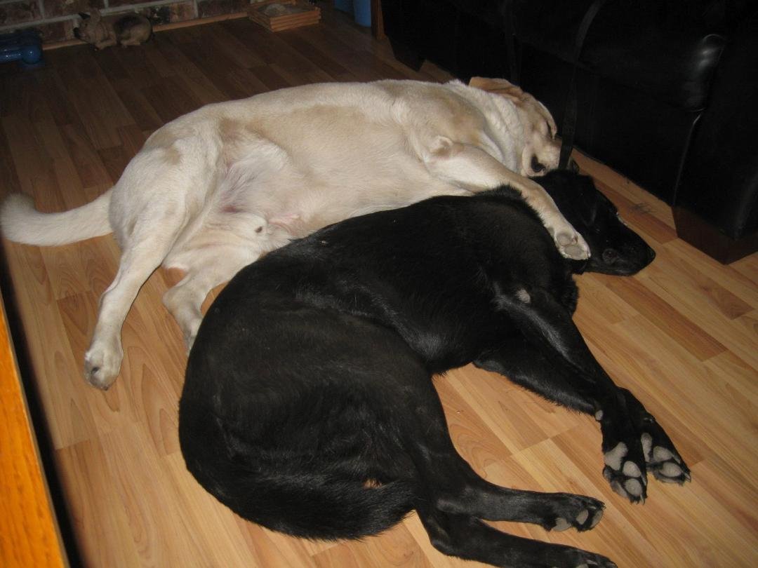 Now this is BFF. Buster and Duke