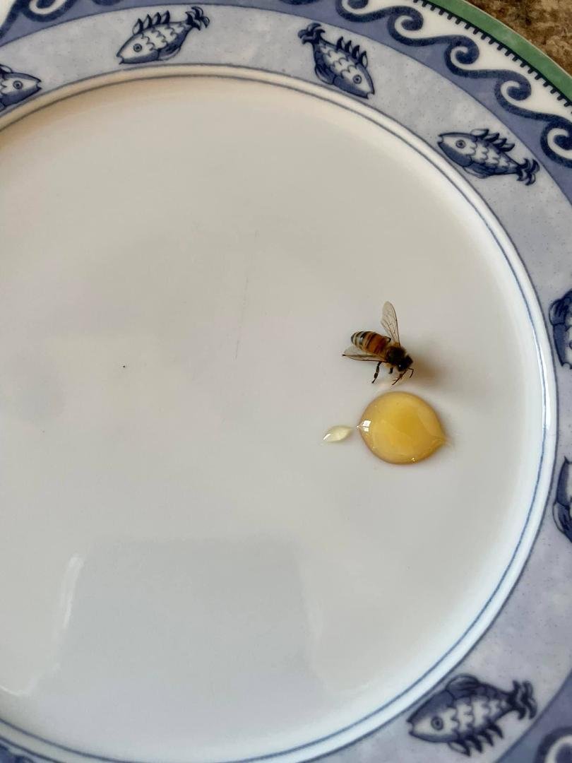 Short-term house guest.