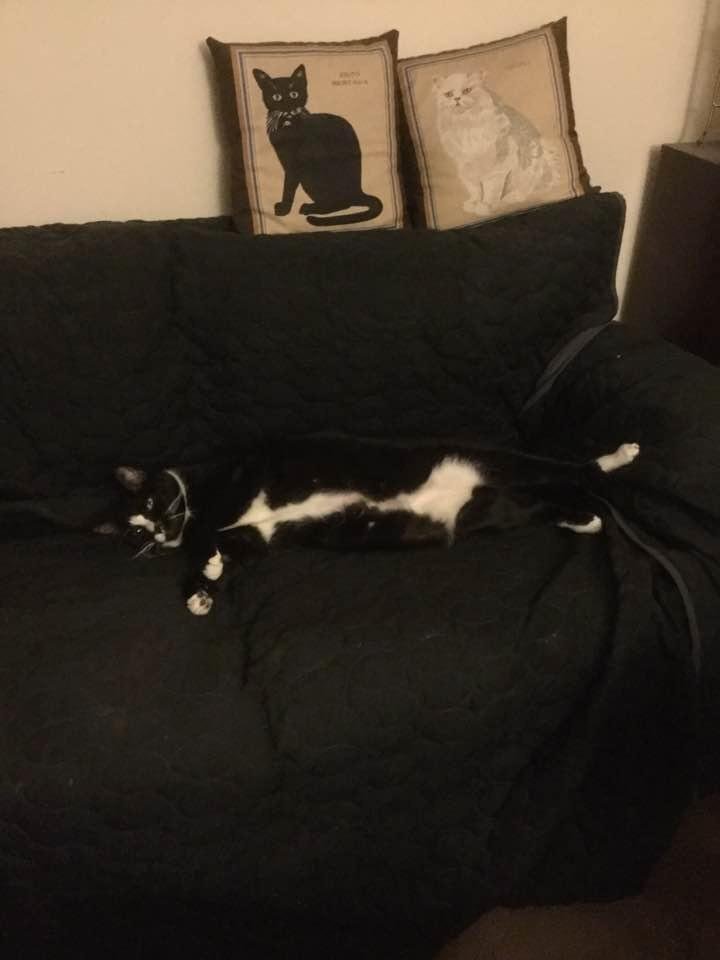 This is why I have covers on my couch.