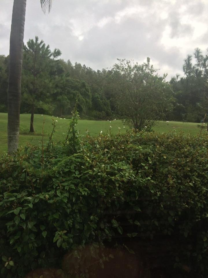 All good after the storm. We are all safe. Lots of Egrets in the backyard going about their normal day