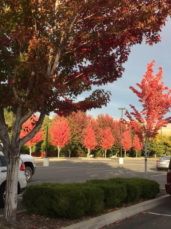 Love these Autumn colors