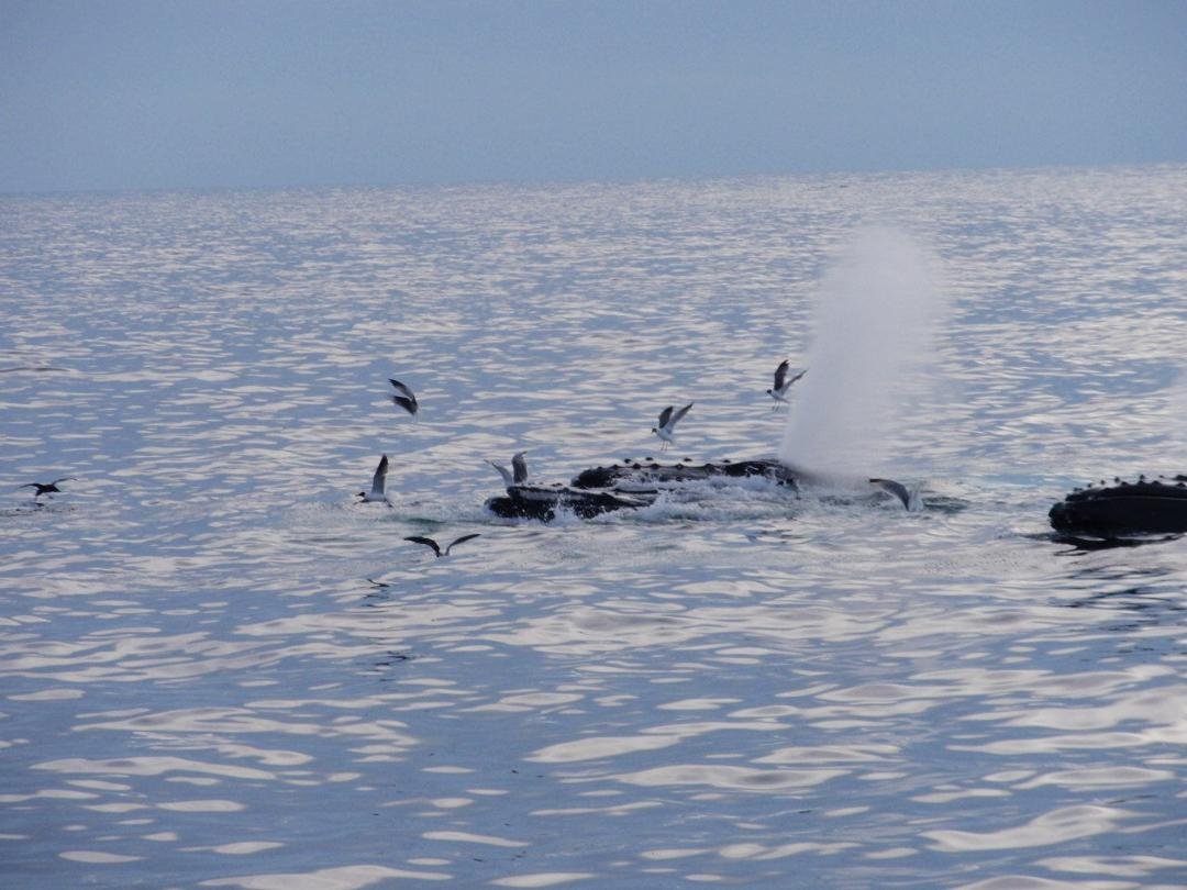 The whales use several techniques to drive schools of small fish close together, including tail slapping and blowing air underwater.  Then they open their mouths wide and swim through the densely packed school.  Larger whal