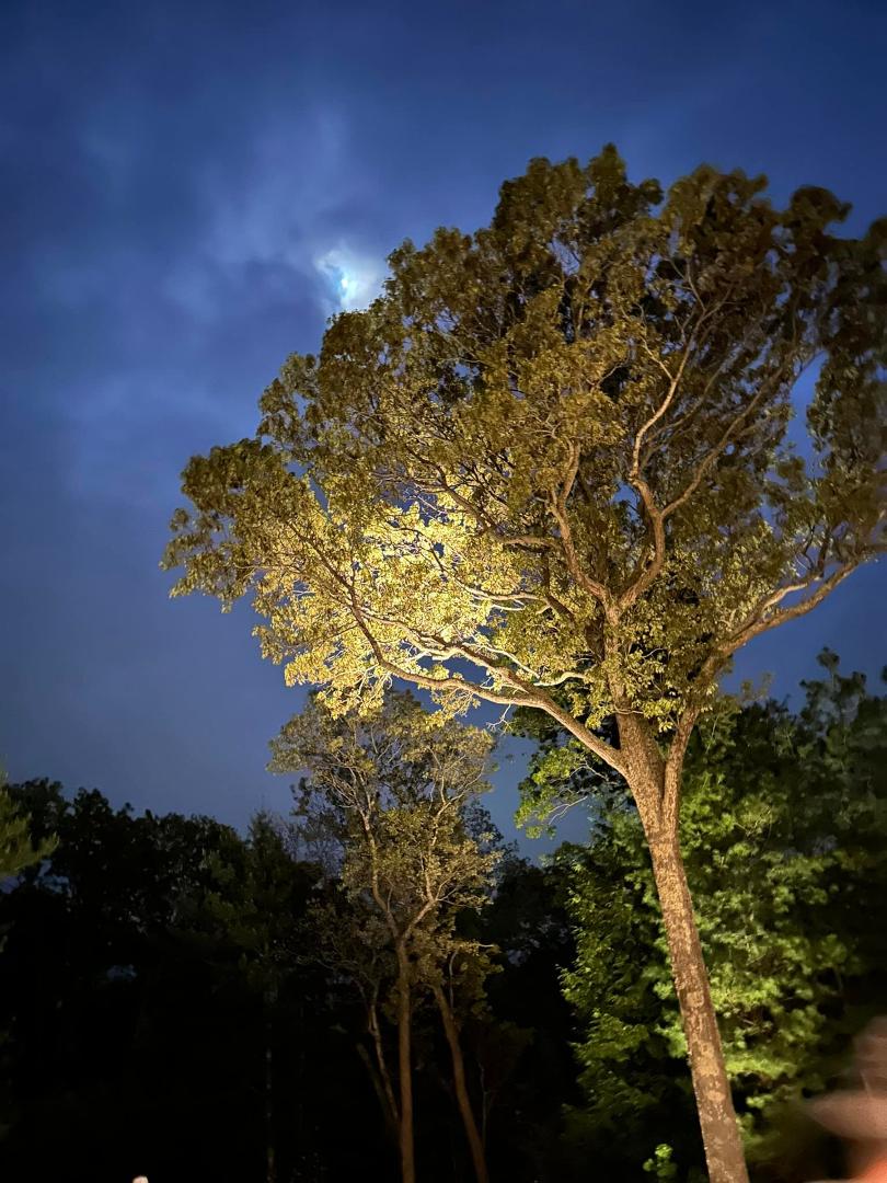 The Tree of Life glowing in the moonlight