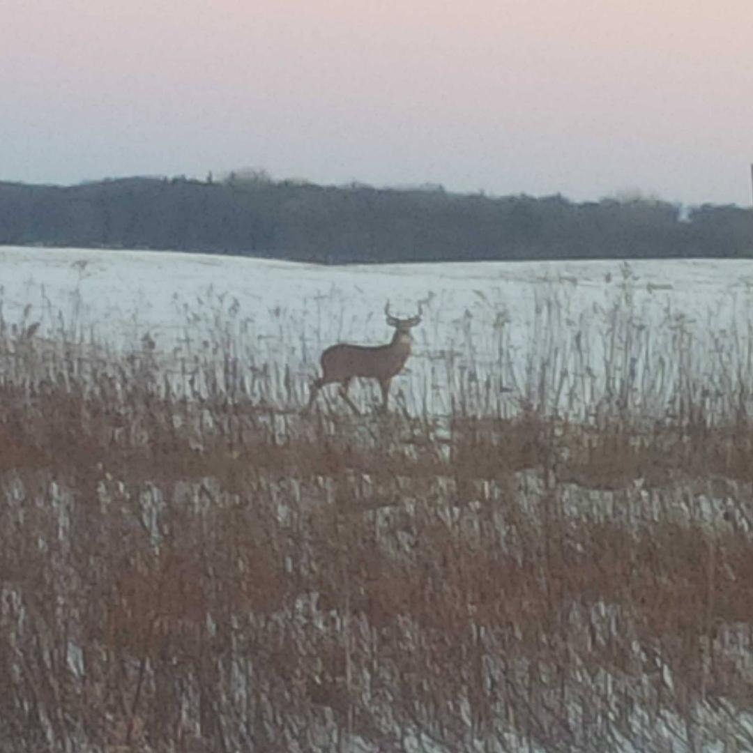 Nice buck