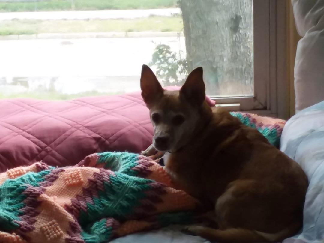 Spike hanging out, watching the world through the window. He is loving it.