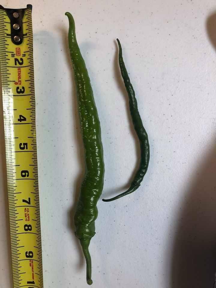 Cow horn and cayenne from the garden
