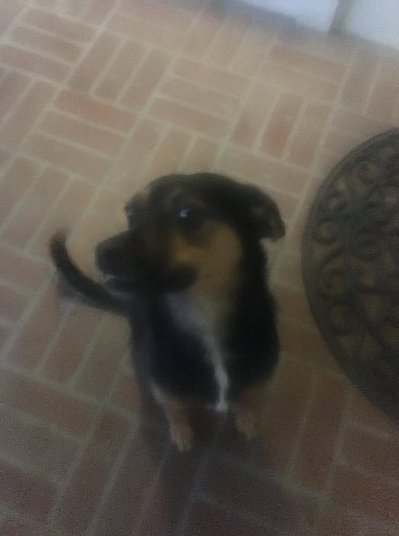 This little guy showed up at our door and wants to come in. He is a sweet, may be neutered fairly young pup. I am surprised that no one seems to be looking for him.