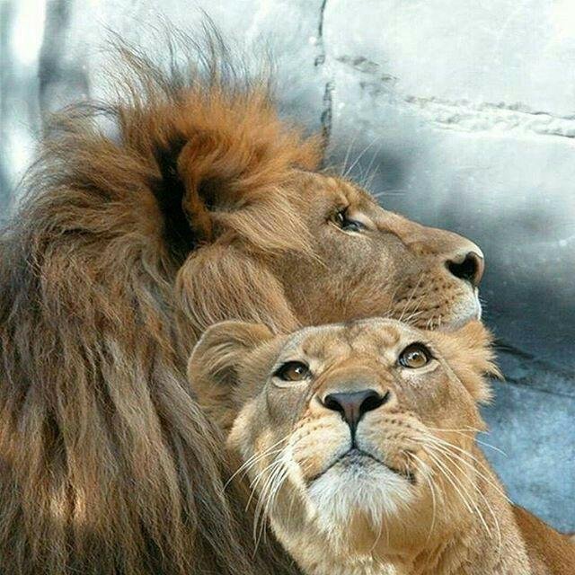 Yes I Will protect my Queen!