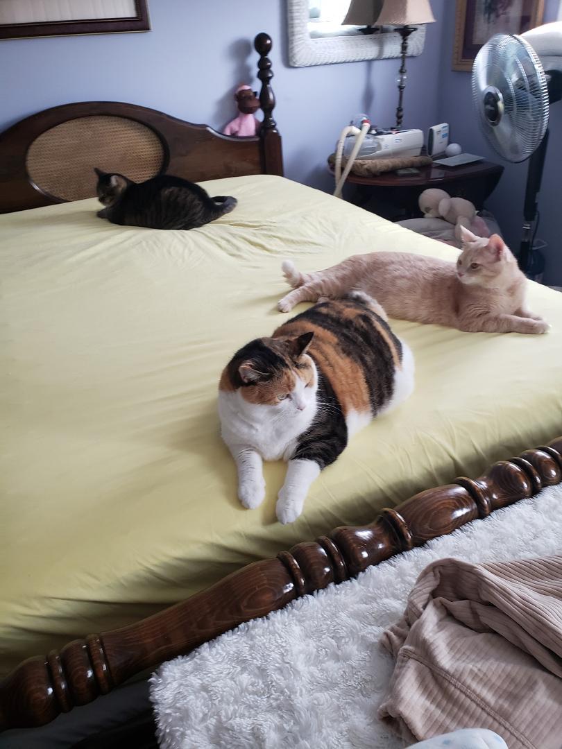 This is what I go through when TRYING to change the sheets. Haha precious little hooligans