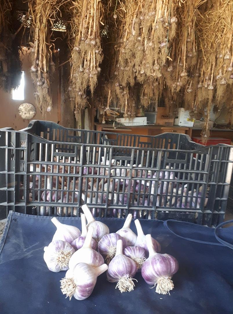 Locally grown in Salmon Arm.
Red Russian garlic no pesticides or sprays of any kind. Ready now $12.00 per lb or pm me for bulk price on 5 lbs or more.