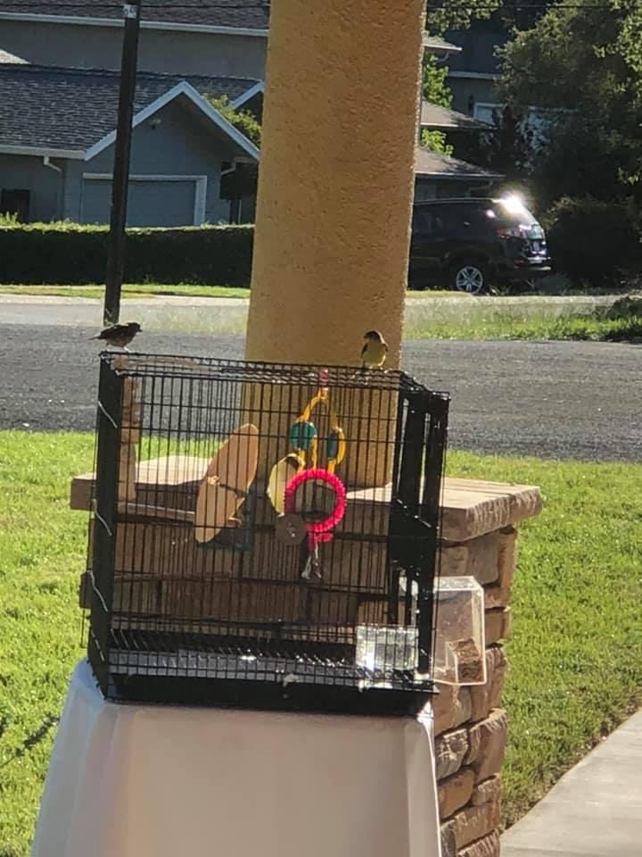 Neighboring birds know where all the good seed is!!!😜🤗😂