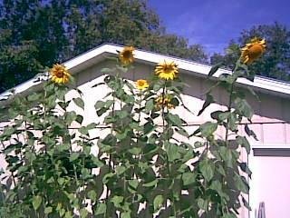 David Jackson's album, sunflowers