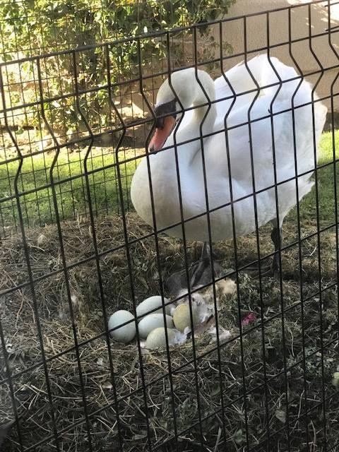 Update on Dirk and Petunia Wader. They now have five eggs. We will keep all of Dirk and Petunia's followers informed of any new developments.